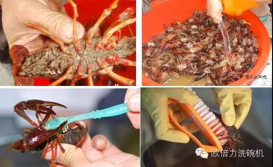 清洗龍蝦